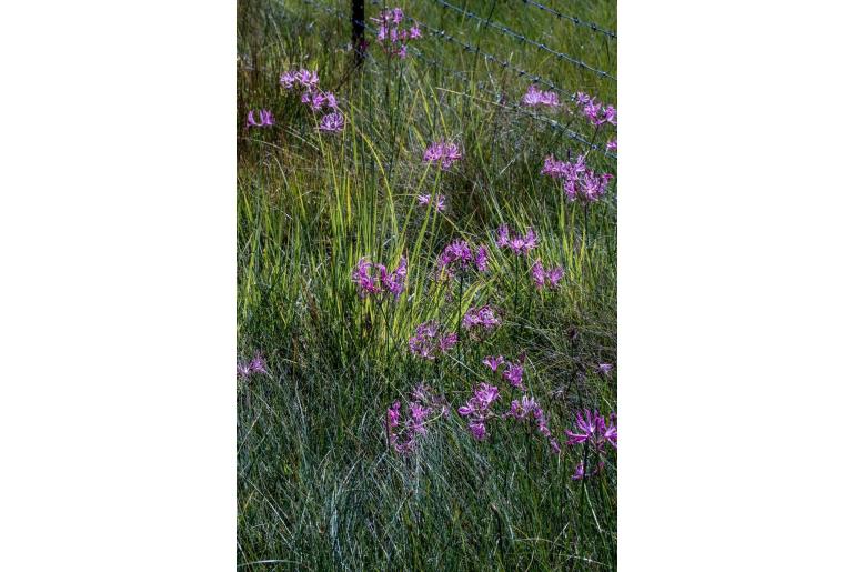 Nerine gibsonii -14000