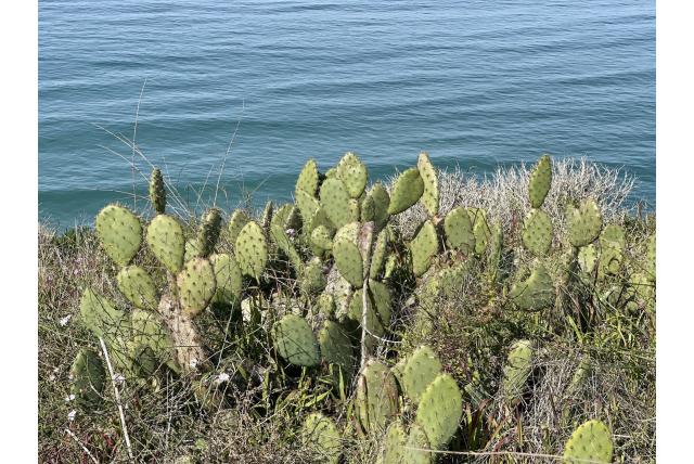 Kust schijfcactus