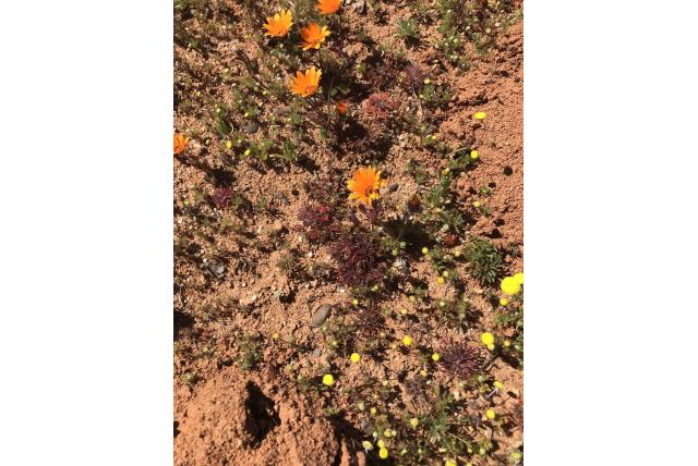 Kamiesberg Oxalis