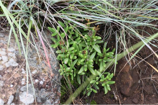 Boddam-Wetham's ijsbloem