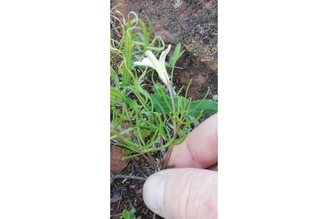 Variabele bladige Oxalis
