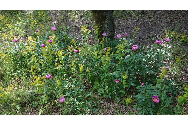 Paeonia broteri&nbsp;14062