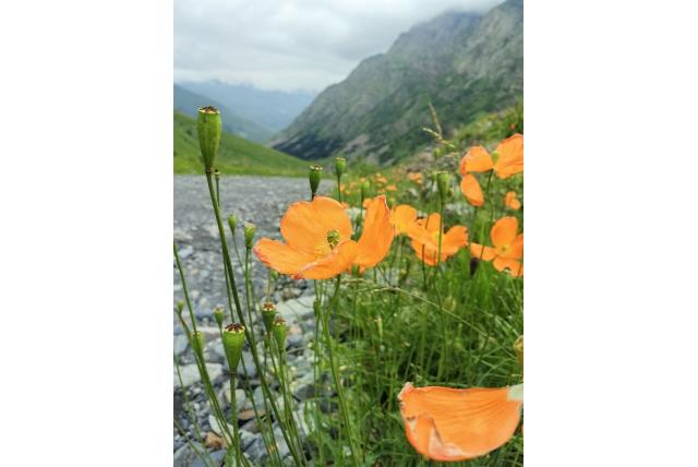 Oosterse papaver
