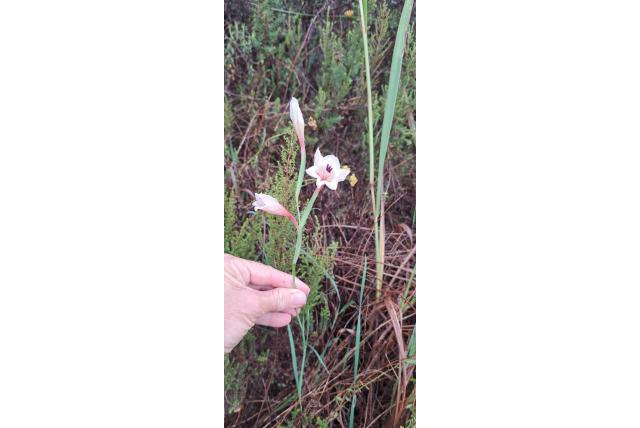 Tweelijnige gladiolus Tweelijnige gladiolus