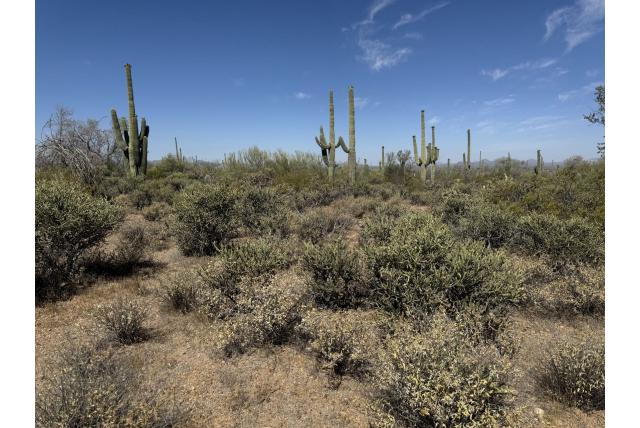 Kleine boom cholla