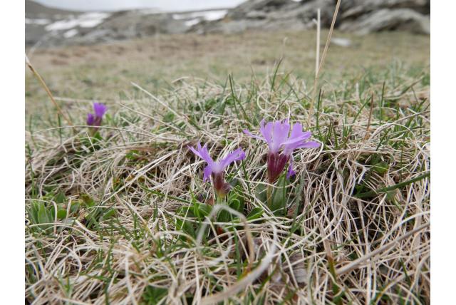 Geheel gebladerde sleutelbloem