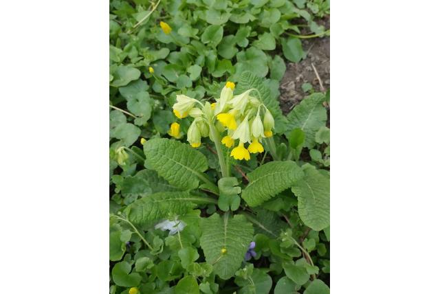 Sleutelbloem met grote kelk