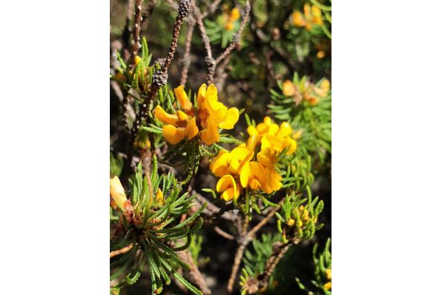 Egel pultenaea