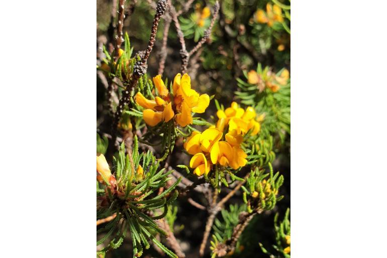 Pultenaea echinula 14092