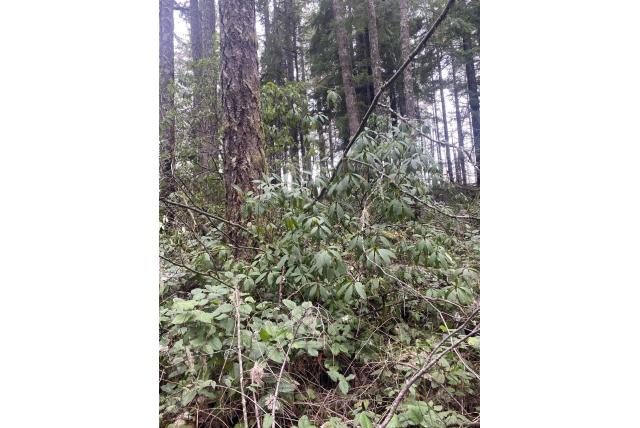 Californische rododendron