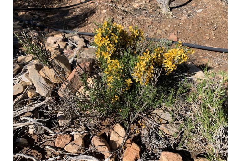 Roepera maculata&nbsp;14103