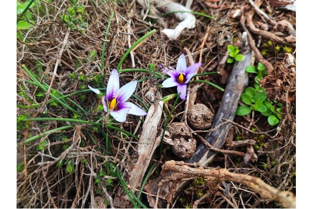 Grootstammige romulea Grootstammige romulea