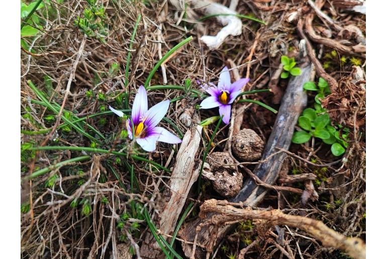 Romulea columnae ssp grandiscapa -14104