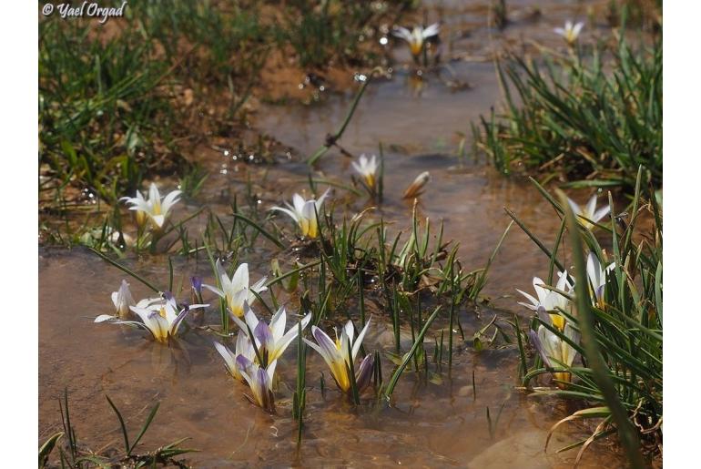 Romulea nivalis -14105