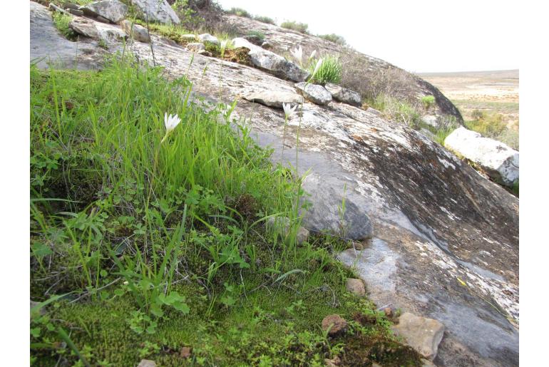 Hesperantha dolomitica&nbsp;14113