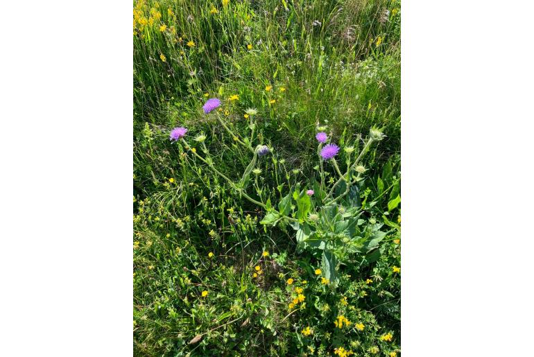 Knautia maxima ssp maxima&nbsp;14115