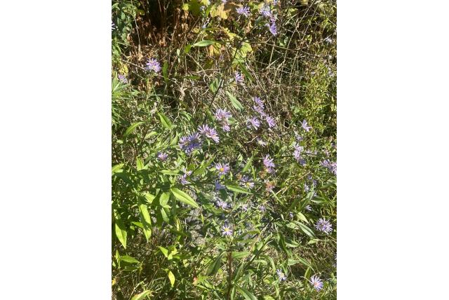 Struik aster