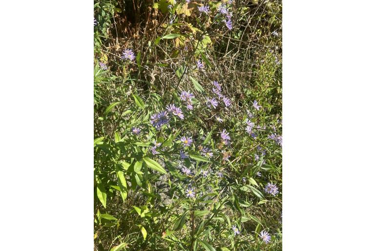 Symphyotrichum subspicatum -14158