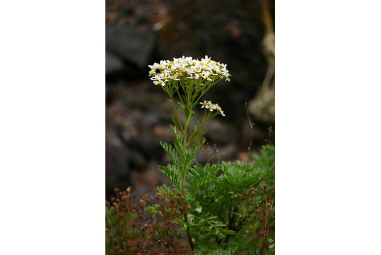 Gonospermum ferulaceum var latipinnum&nbsp;14159