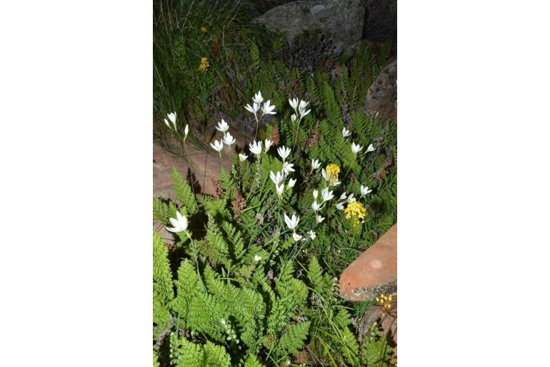 Hesperantha eremophila&nbsp;14163