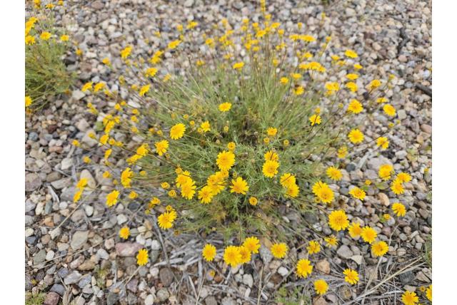 Thymophylla met vijf borstels