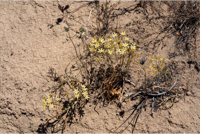 Ruwe ixia-achtige triteleia