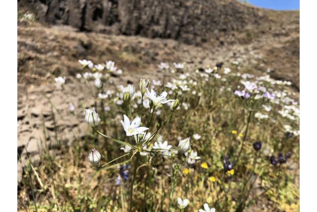 Lila-kleurige triteleia