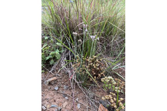 Comins wilde knoflook Comins wilde knoflook