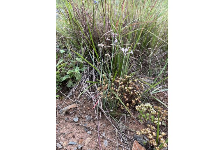 Tulbaghia cominsii 14174