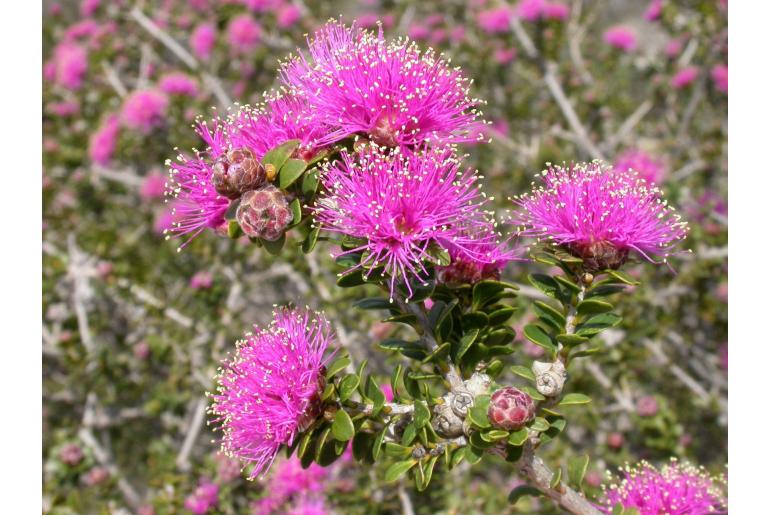 Melaleuca ryeae -14177