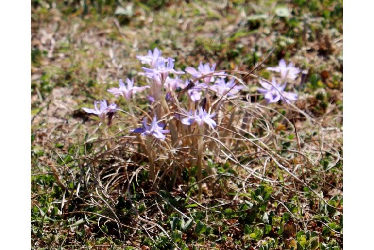 Moraea australis 14187