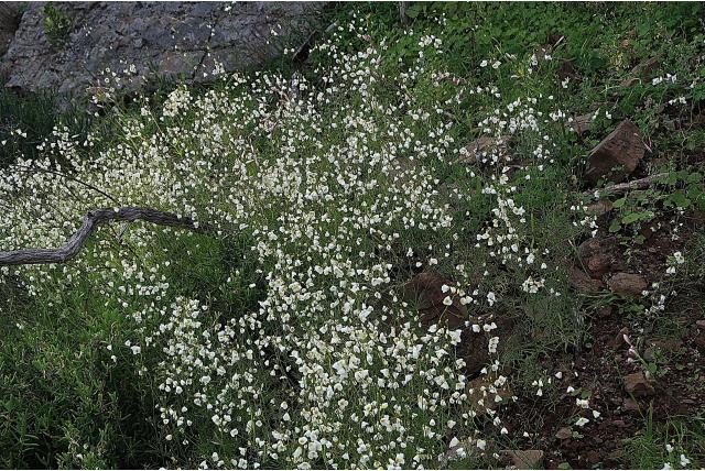 Hangende heliofilie Hangende heliofilie