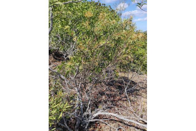 Schermbloemige bloem stenocarpus