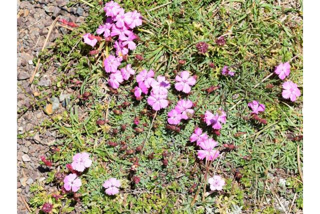 Anjer met rode bloemkelk