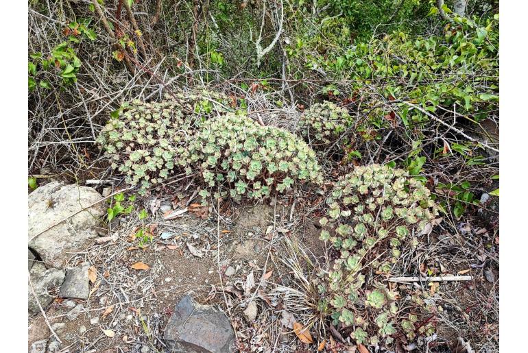 Aeonium haworthii ssp volkeri -14199