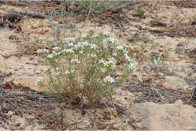 Nuttall's linanthus