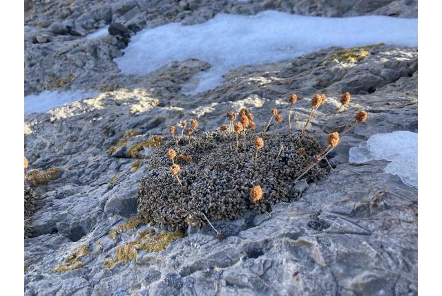 Getufte petrophytum