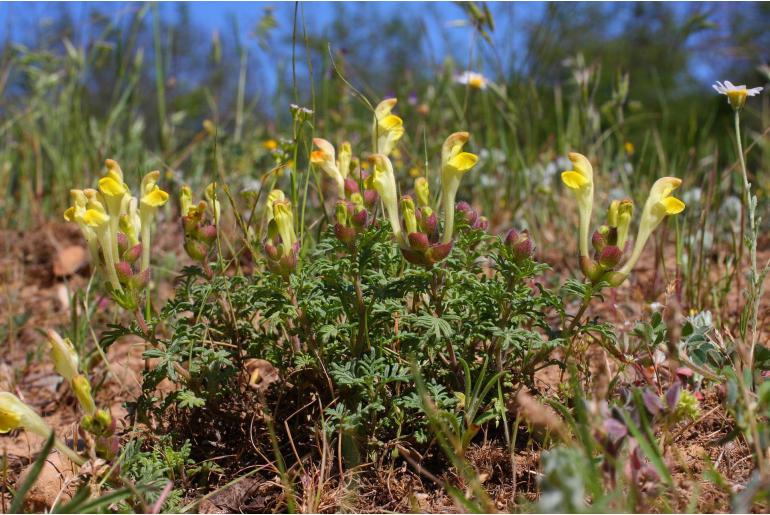 Scutellaria orientalis ssp pinnatifida 14219