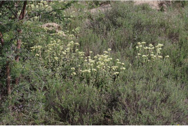 Mesembryanthemum-achtige crassula