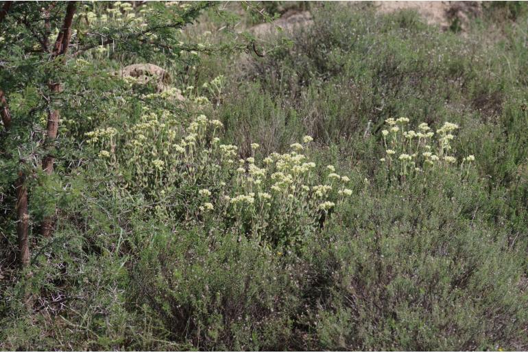 Crassula mesembryanthoides 14222
