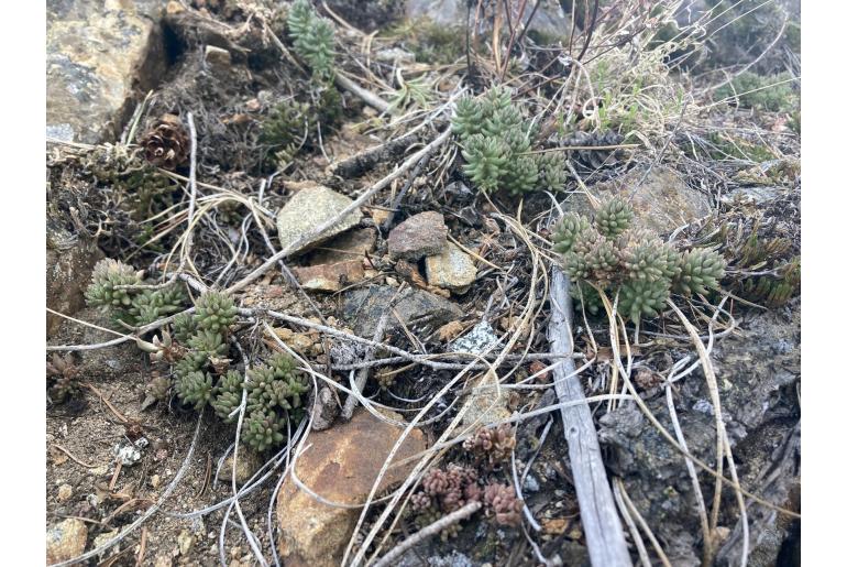 Sedum lanceolatum -14229