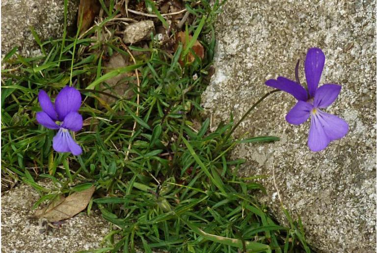 Viola corsica -14232