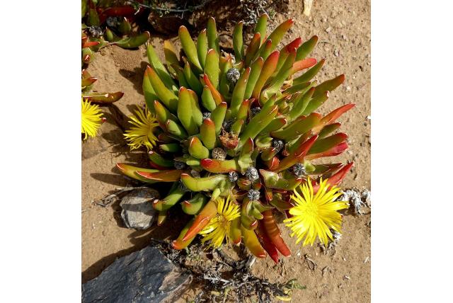 Peers Glottiphyllum