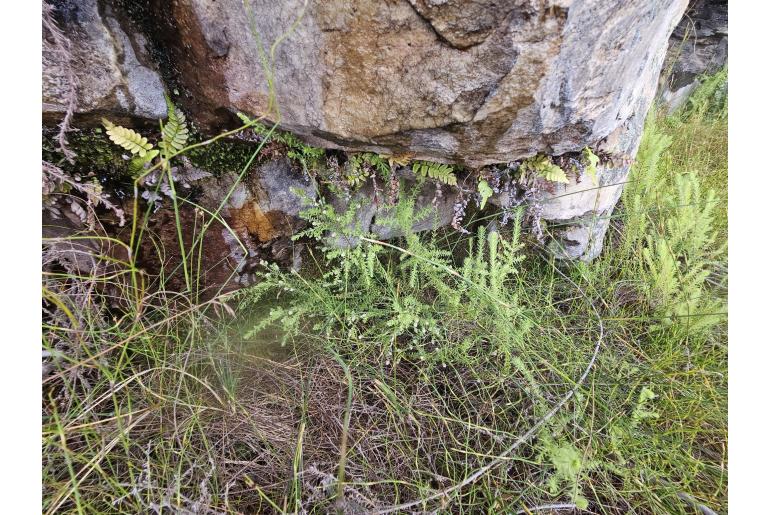 Brunia compacta&nbsp;14237