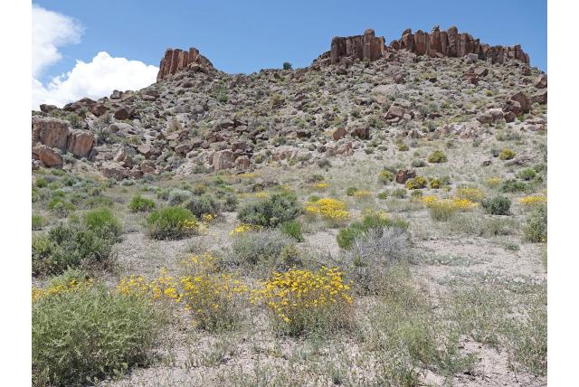 Nevada heliomeris