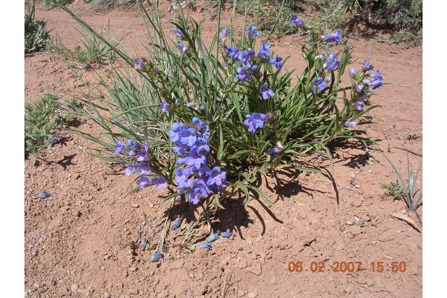Payson's penstemon