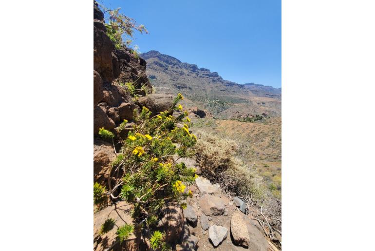 Allagopappus canariensis -14240