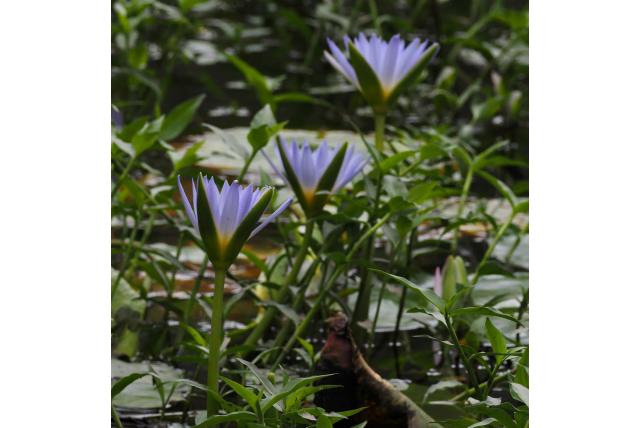 Blauwe lotus