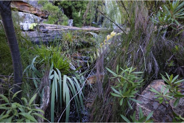 Buckerveld's gladiolus Buckerveld's gladiolus