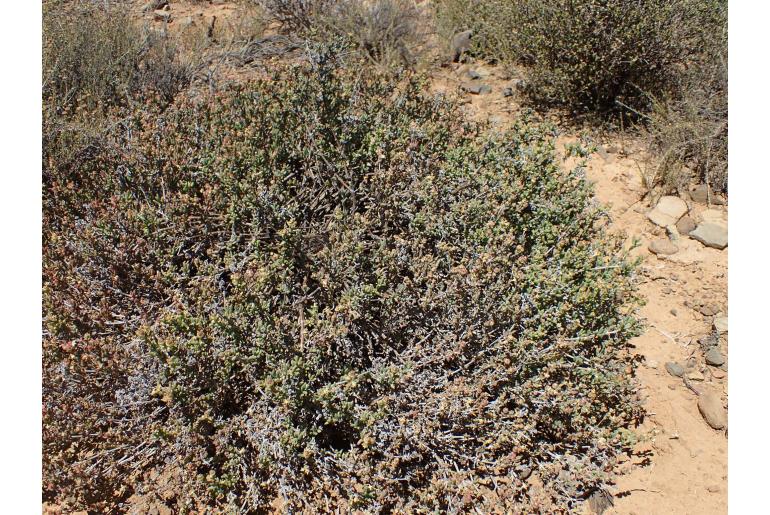 Delosperma robustum&nbsp;14244